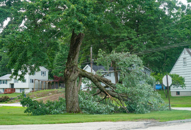 Trusted Dalton, GA Tree Services Experts